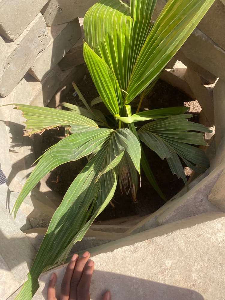 Photo prise le jour de la plantation
