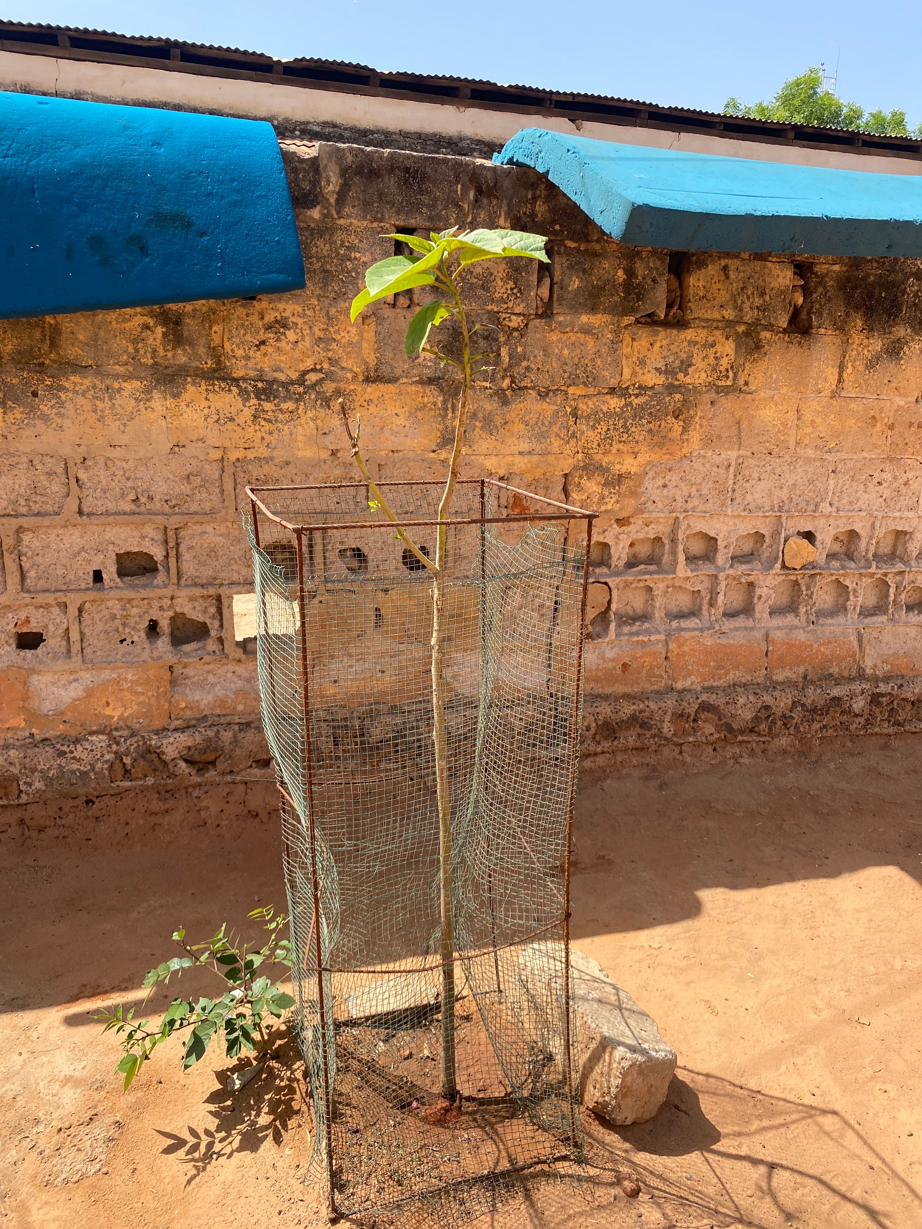 Arbre LK-0254 le jour de sa plantation