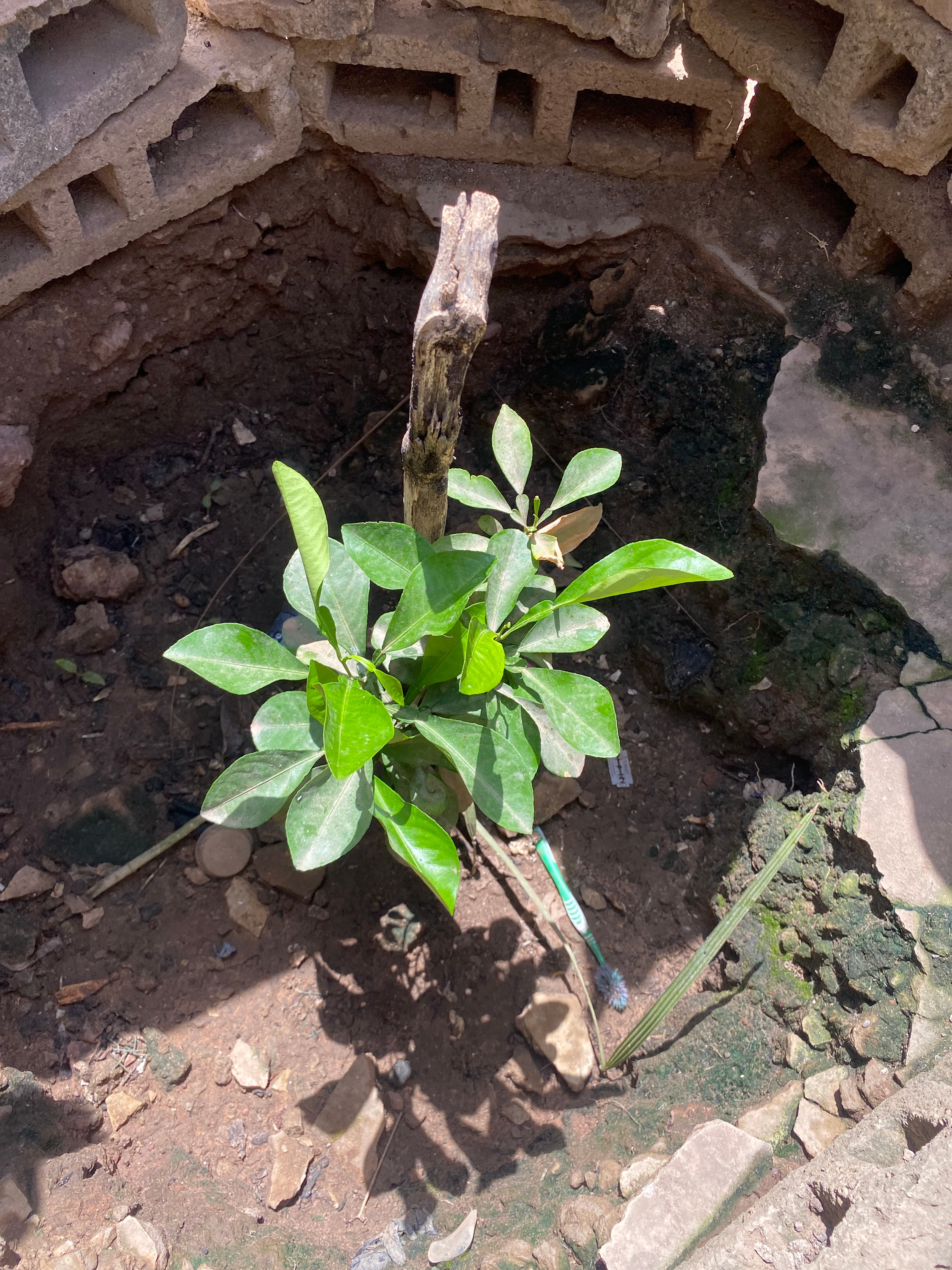 Arbre LK-0047 le jour de sa plantation