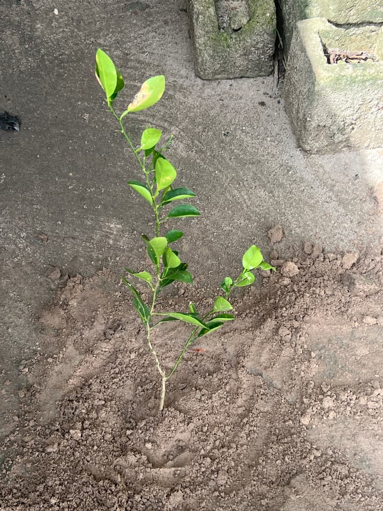 Photo prise le jour de la plantation
