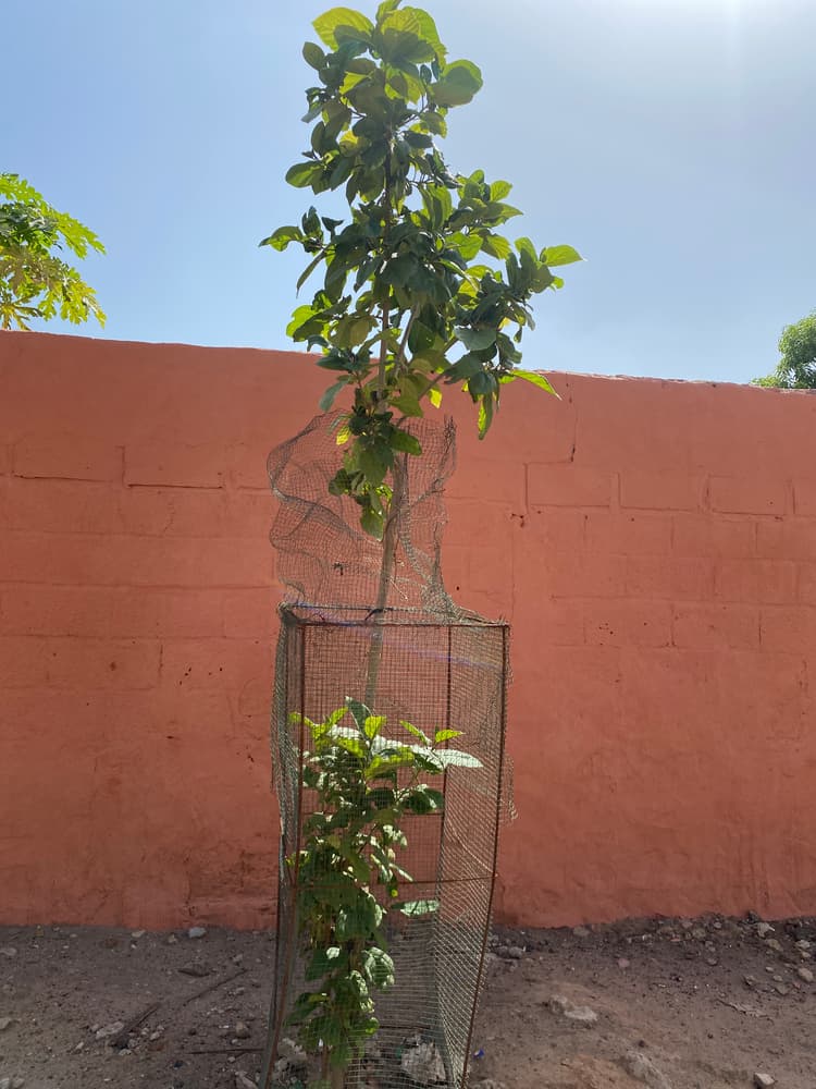 Photo prise le jour de la plantation