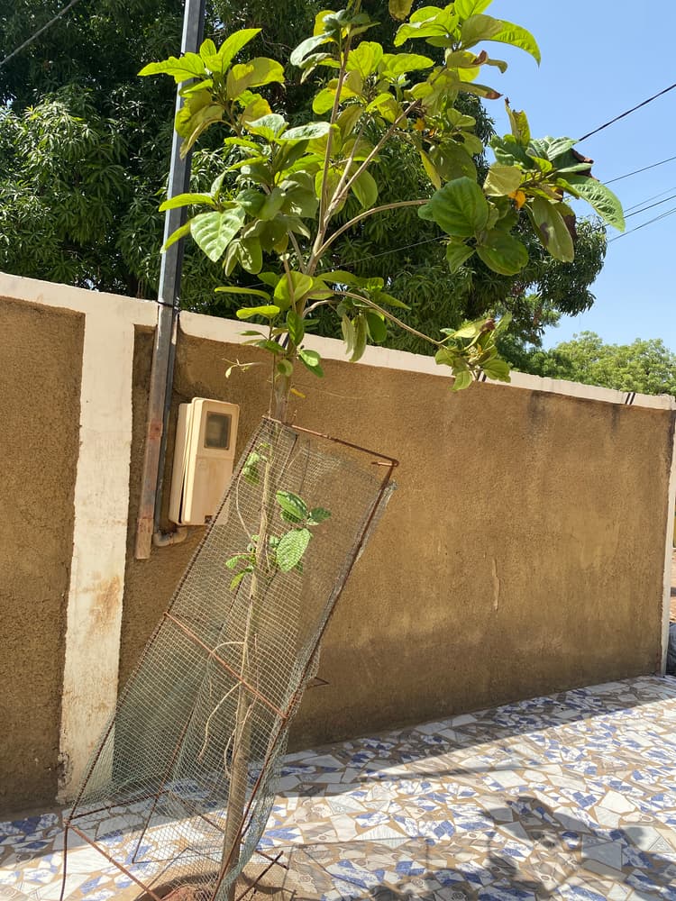 Photo prise le jour de la plantation