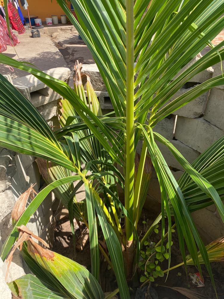 Photo prise le jour de la plantation
