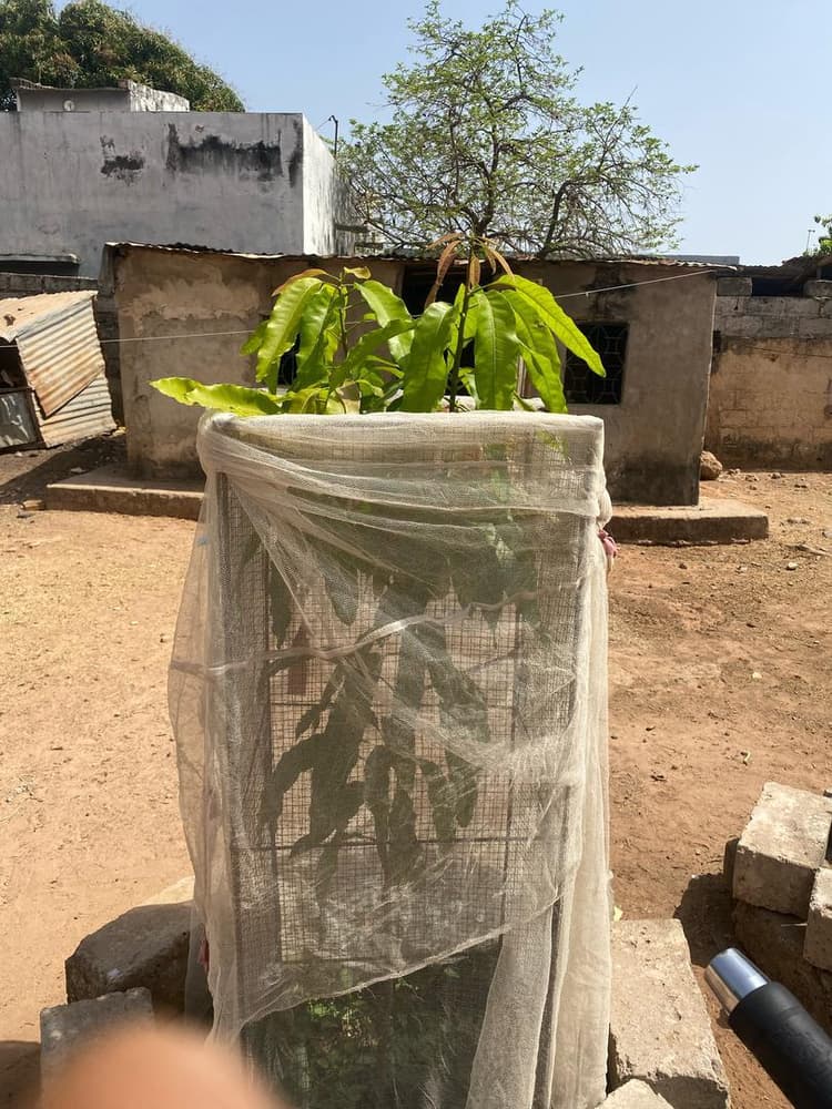 Photo prise le jour de la plantation
