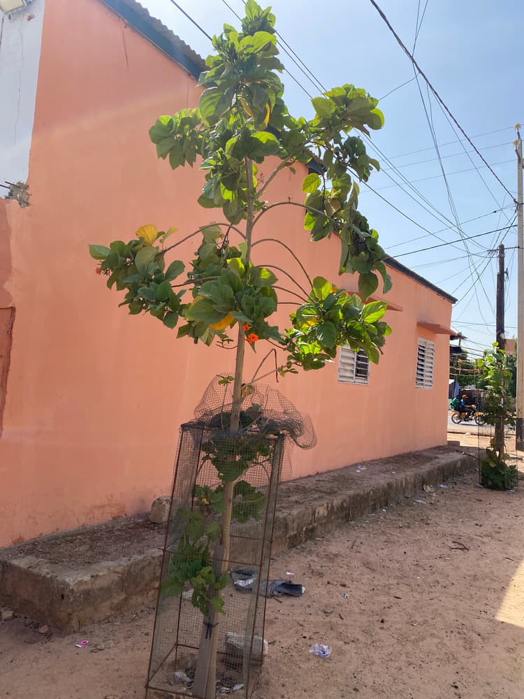 Photo prise le jour de la plantation