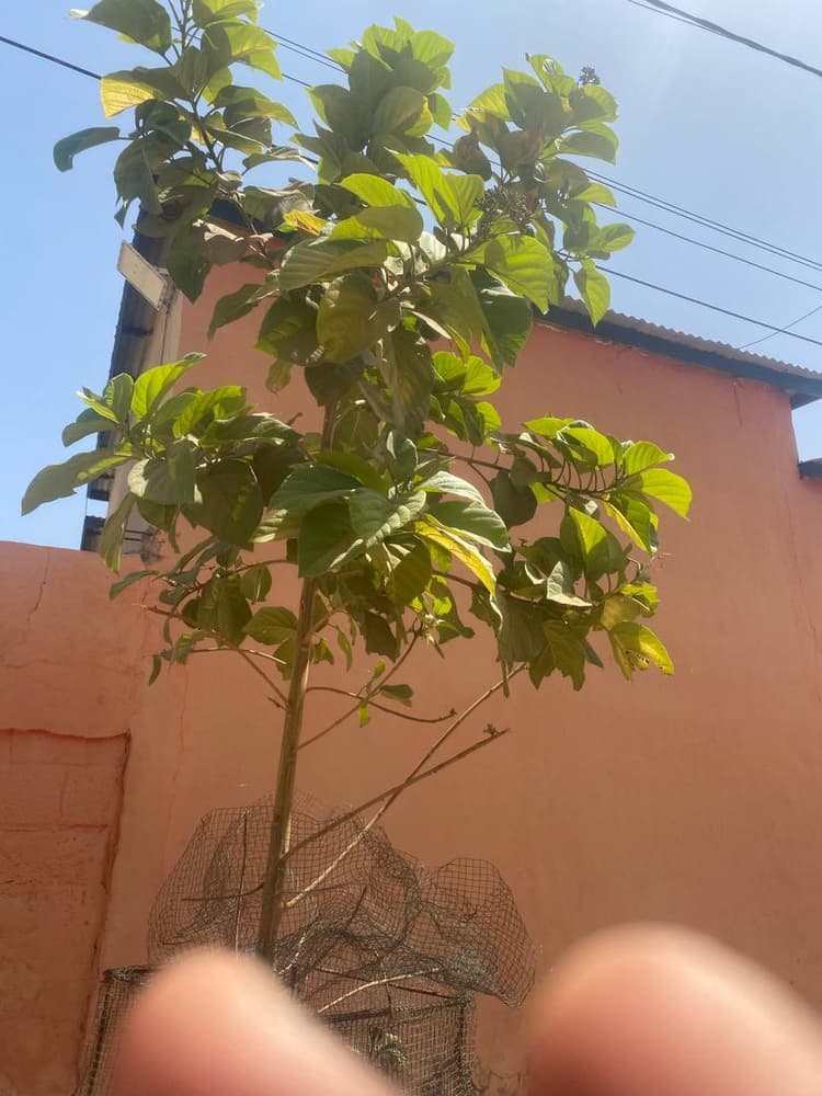 Photo prise le jour de la plantation
