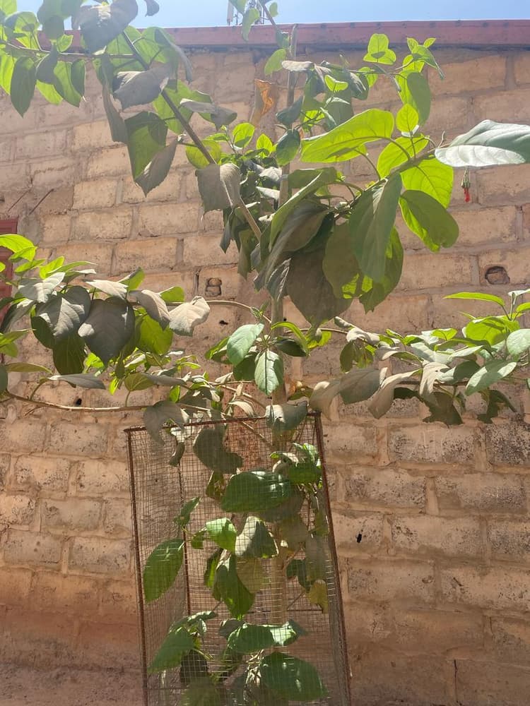 Photo prise le jour de la plantation