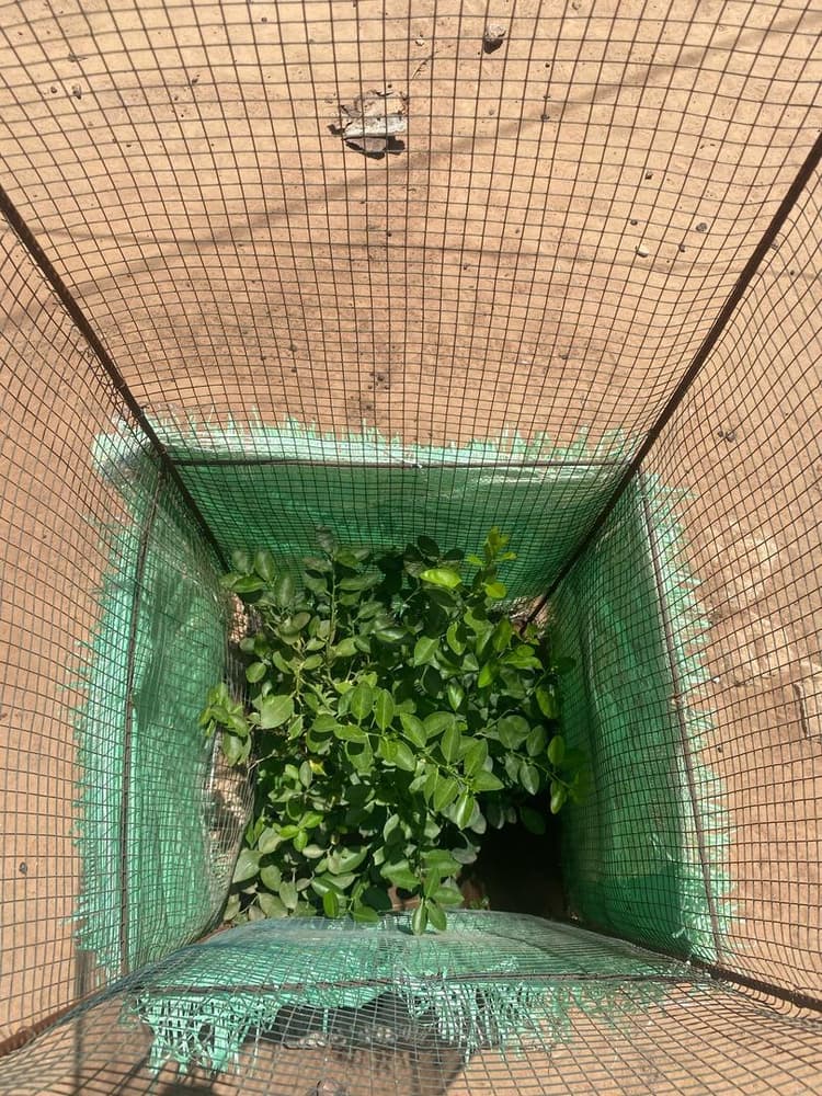 Photo prise le jour de la plantation