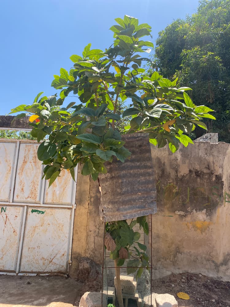 Photo prise le jour de la plantation