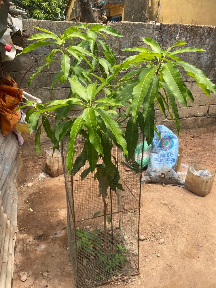 Photo prise le jour de la plantation