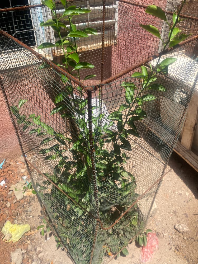 Photo prise le jour de la plantation