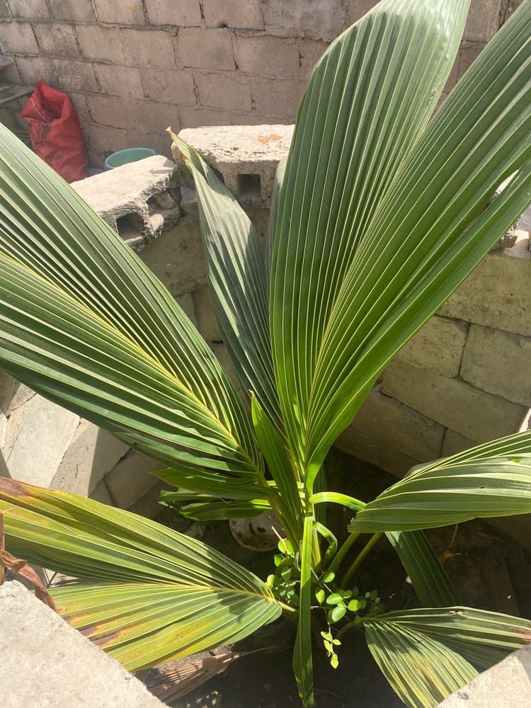 Photo prise le jour de la plantation