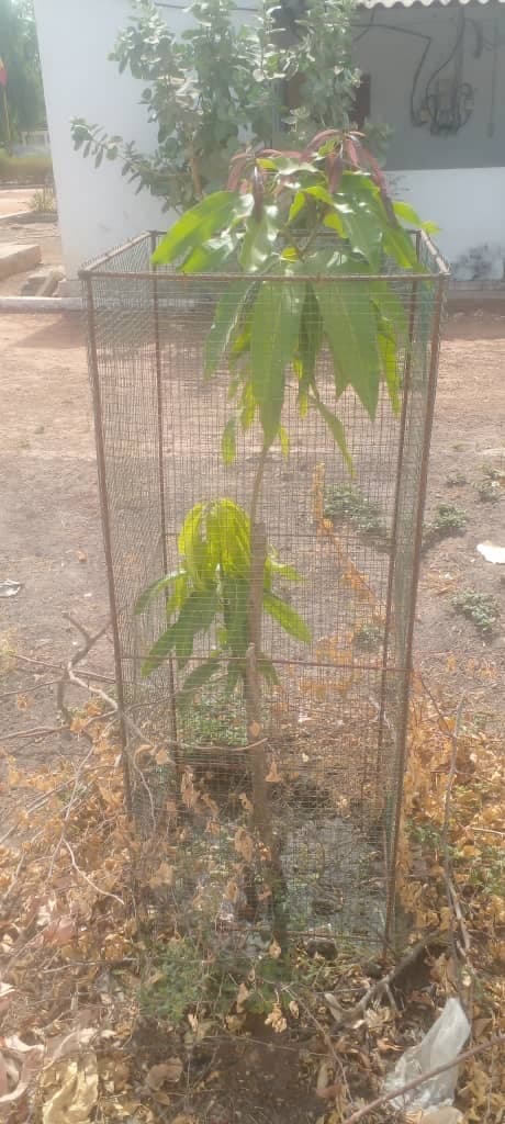 Arbre LK-0176 le jour de sa plantation