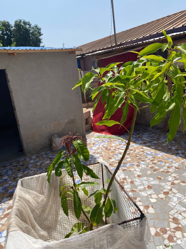 Photo prise le jour de la plantation