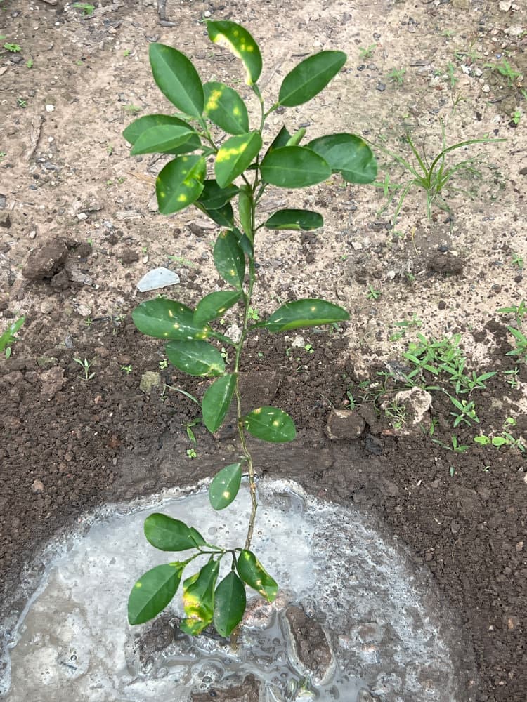 Photo prise le jour de la plantation