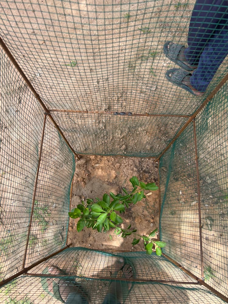 Photo prise le jour de la plantation