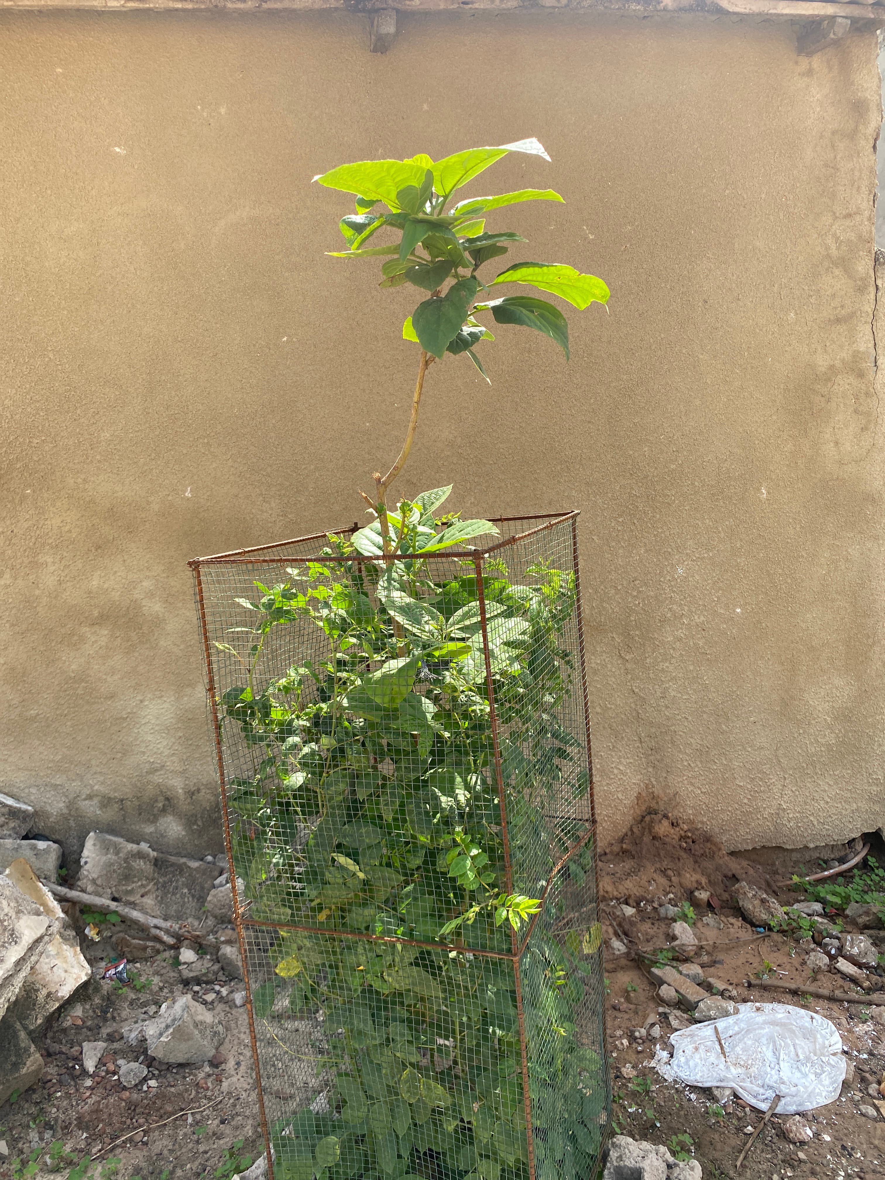 Arbre LK-0256 le jour de sa plantation