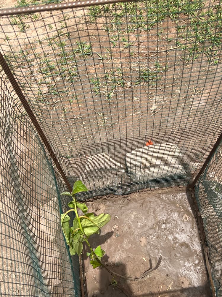 Photo prise le jour de la plantation