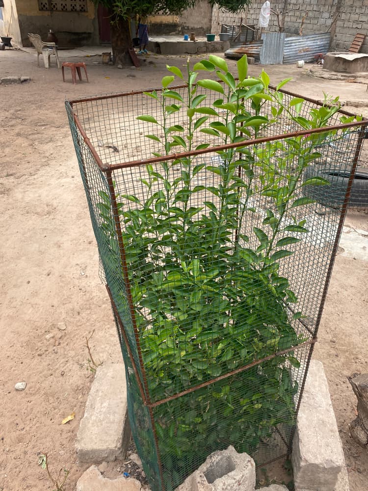 Photo prise le jour de la plantation