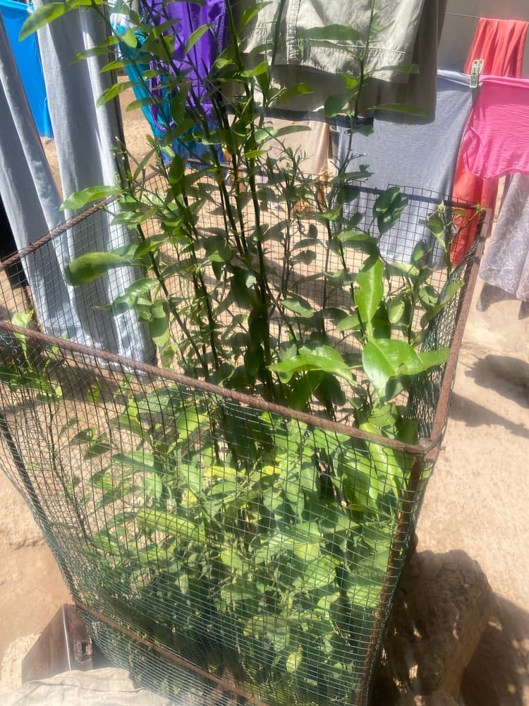 Photo prise le jour de la plantation