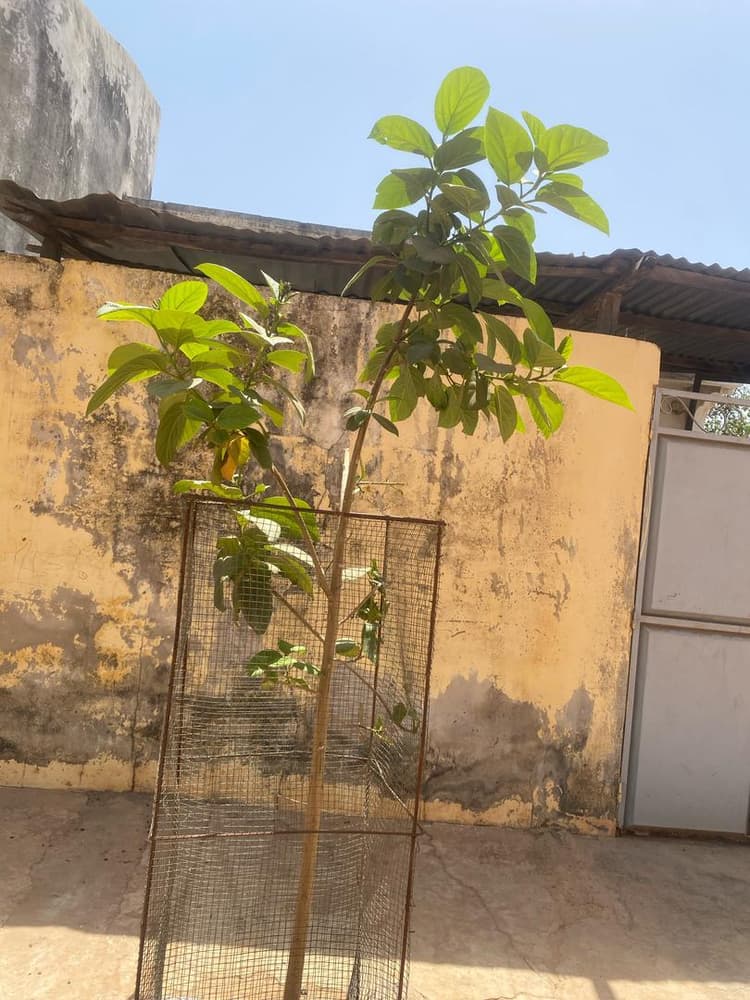 Photo prise le jour de la plantation