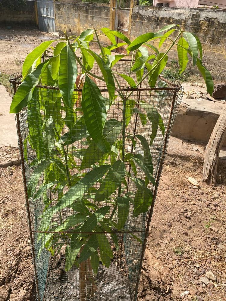 Photo prise le jour de la plantation