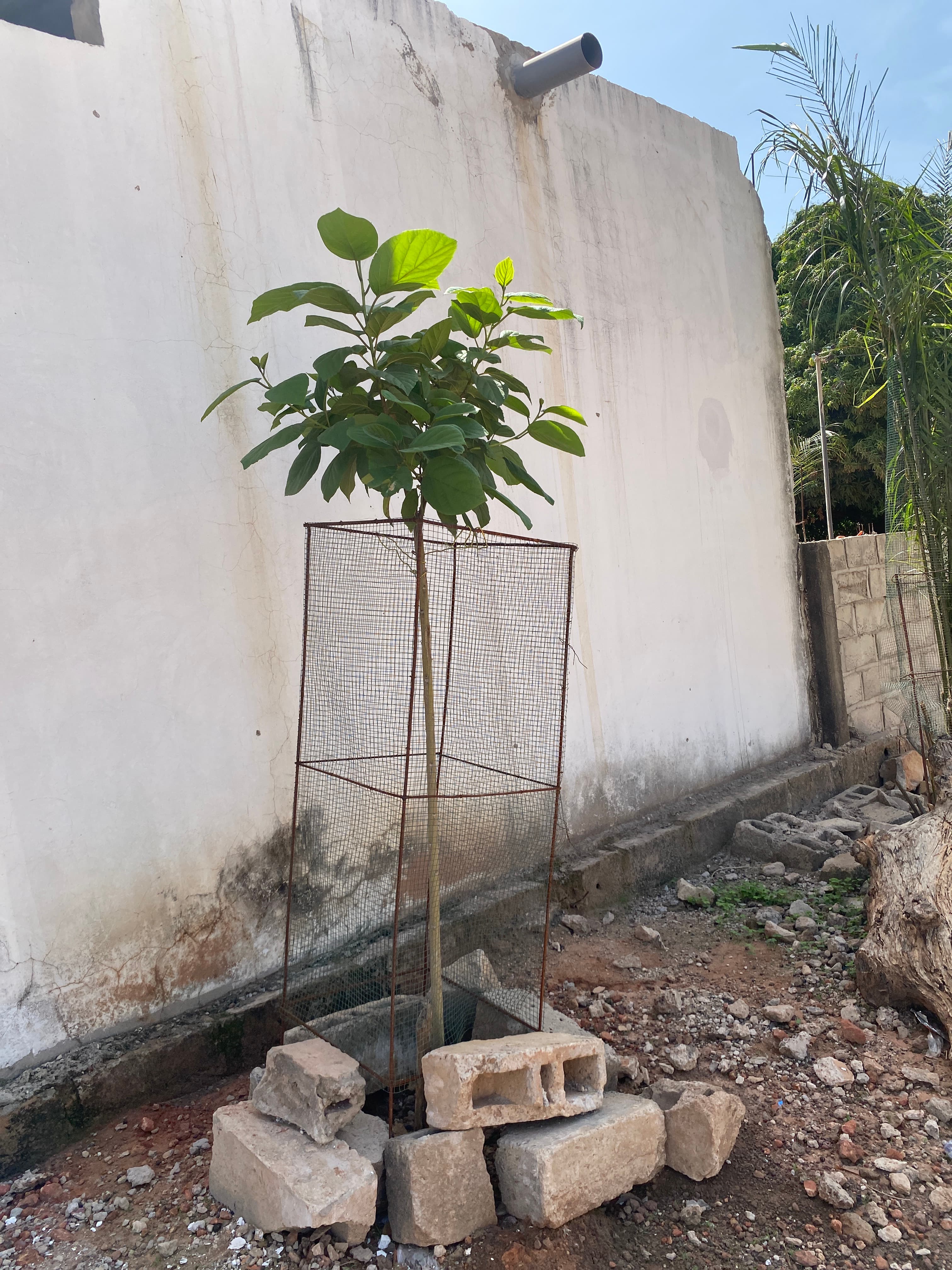 Arbre LK-0107 le jour de sa plantation