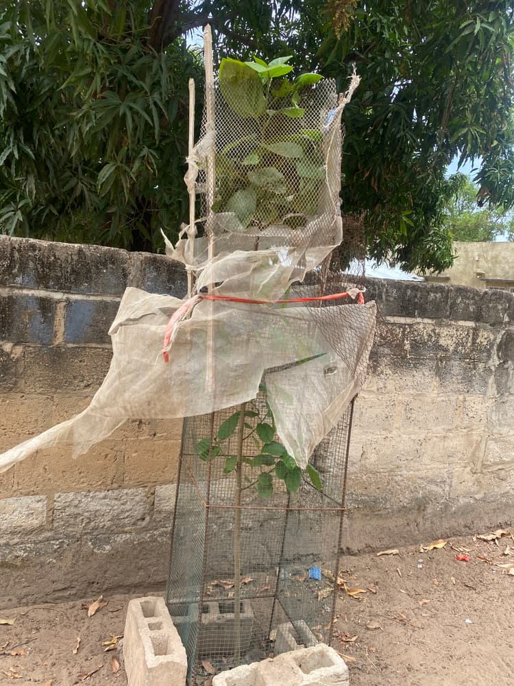 Photo prise le jour de la plantation