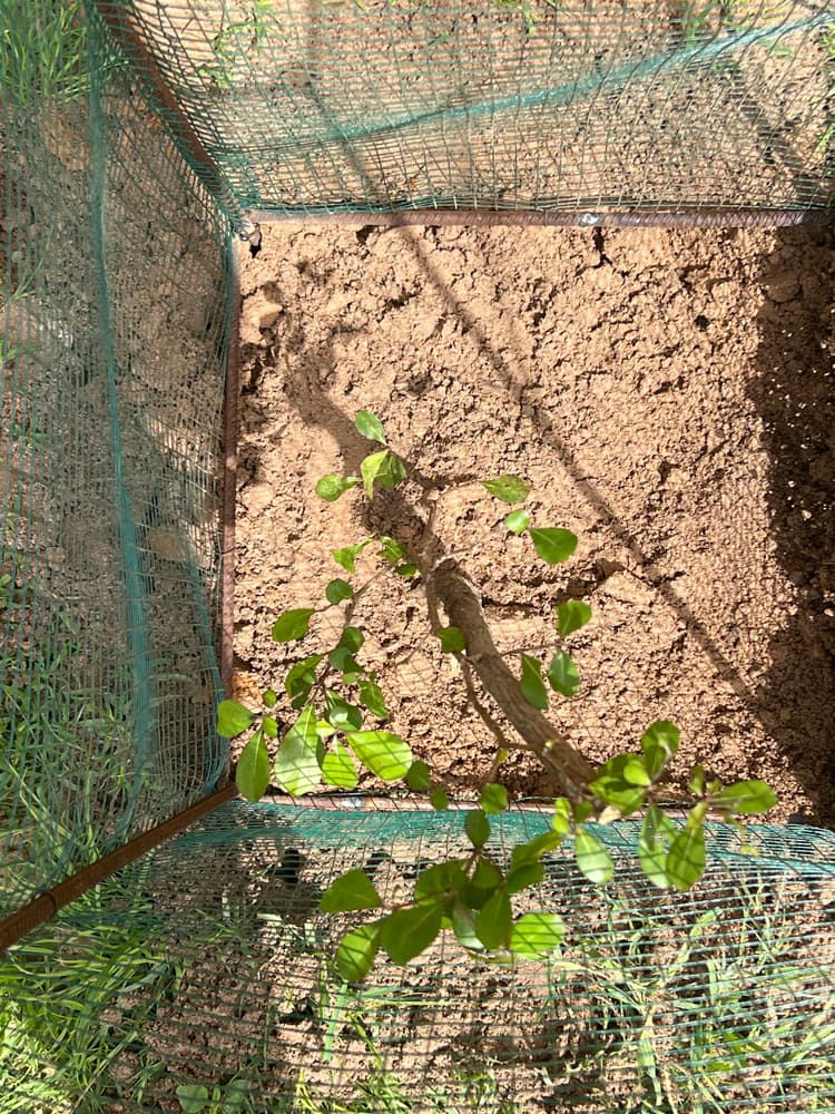Photo prise le jour de la plantation