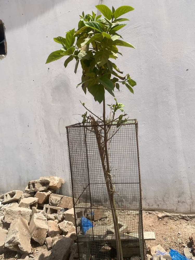 Photo prise le jour de la plantation