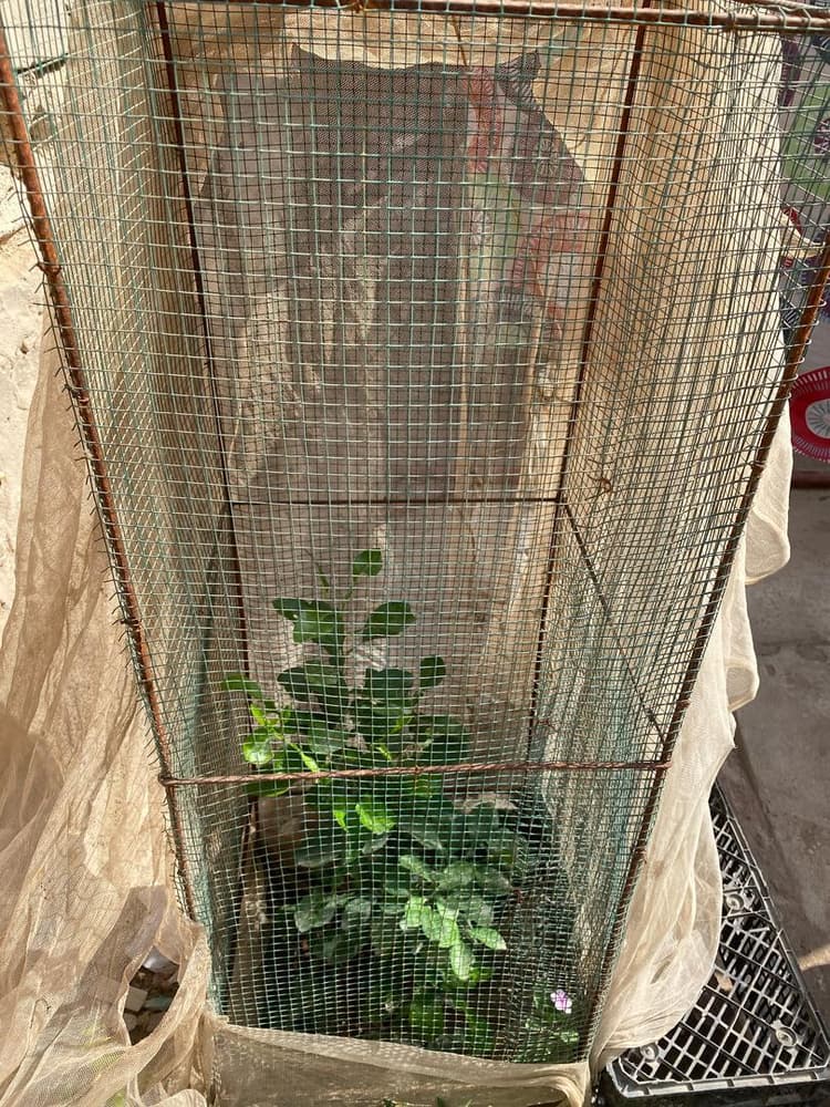 Photo prise le jour de la plantation