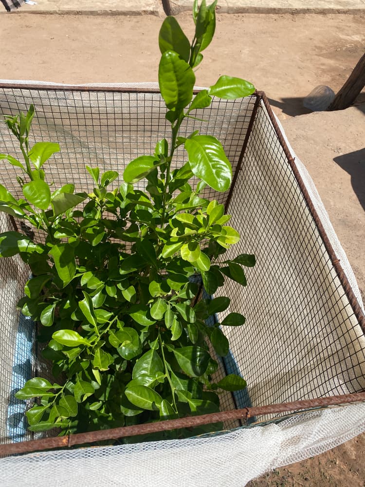 Photo prise le jour de la plantation