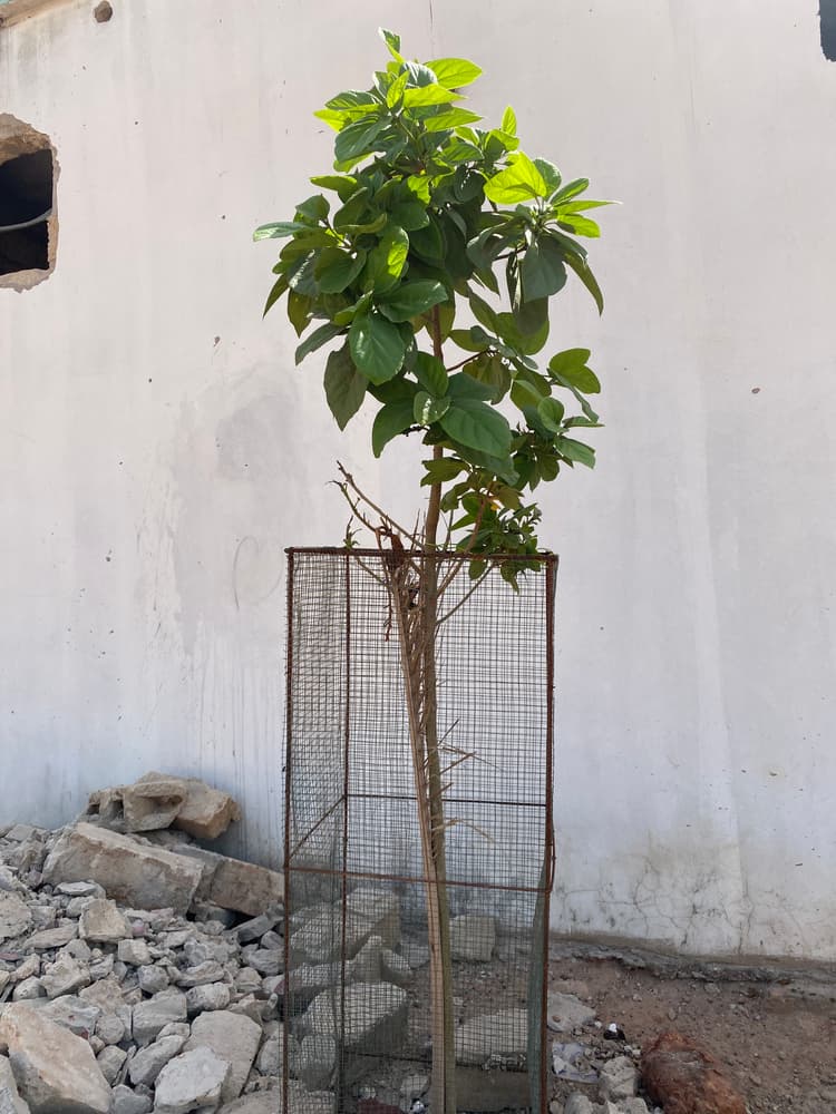 Photo prise le jour de la plantation