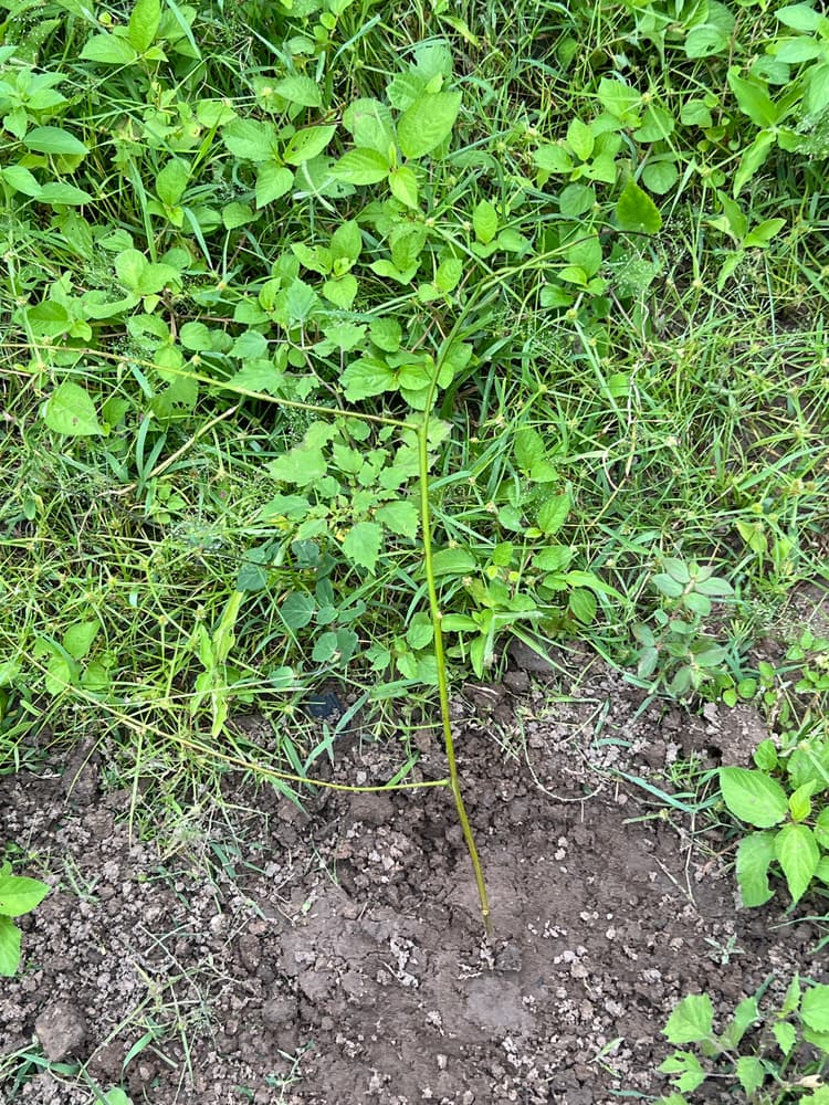 Photo prise le jour de la plantation