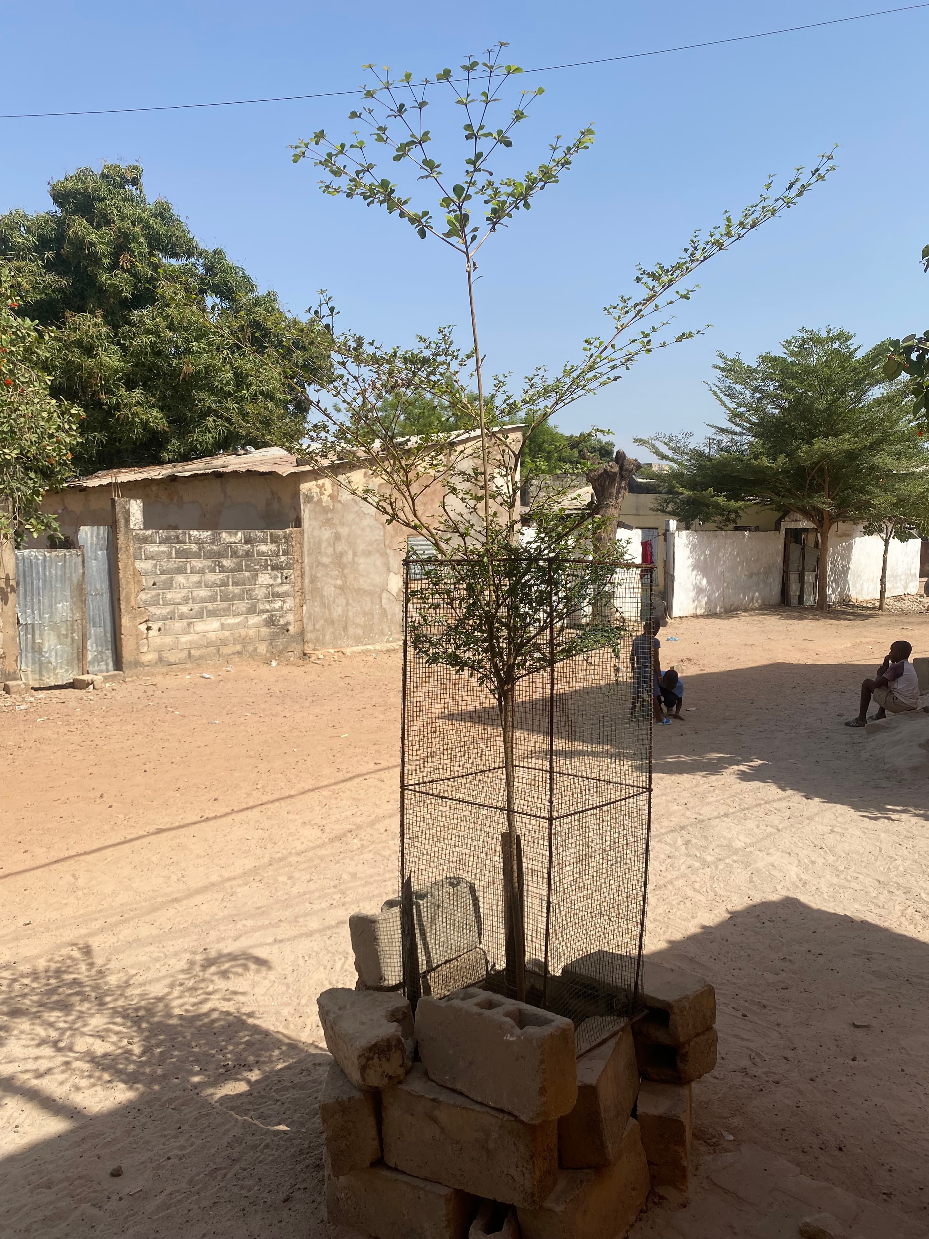 Arbre LK-0210 le jour de sa plantation