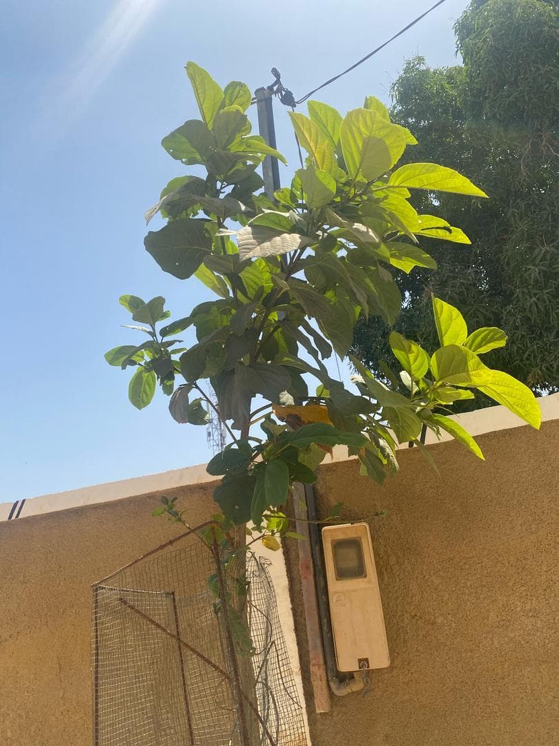 Arbre LK-0228 le jour de sa plantation