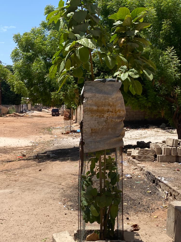 Photo prise le jour de la plantation