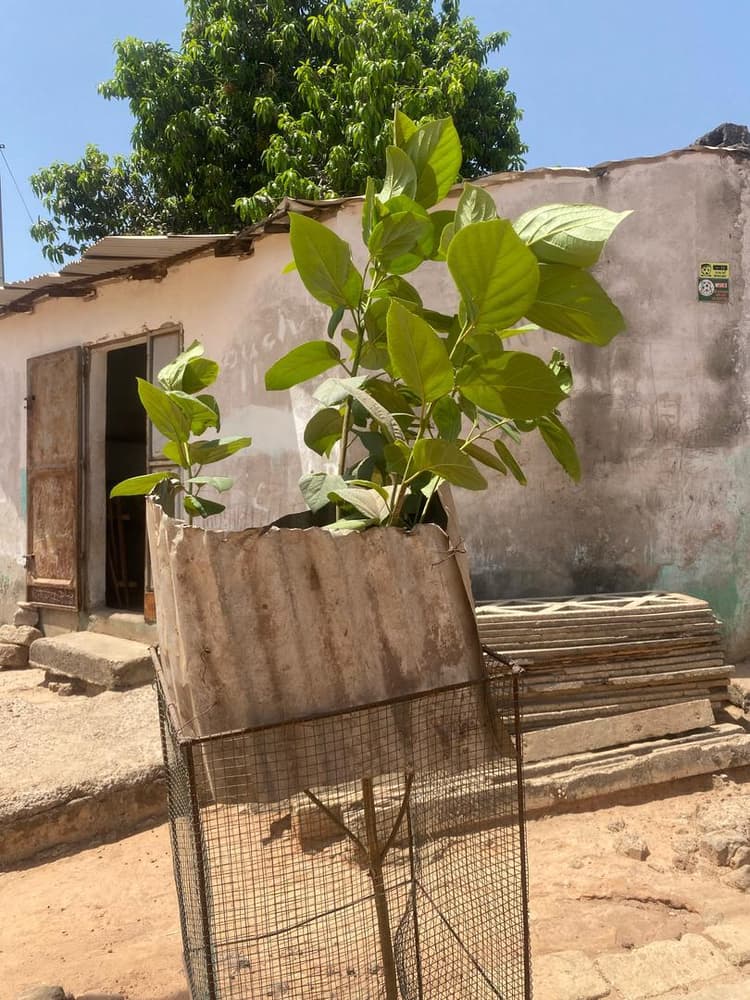 Photo prise le jour de la plantation