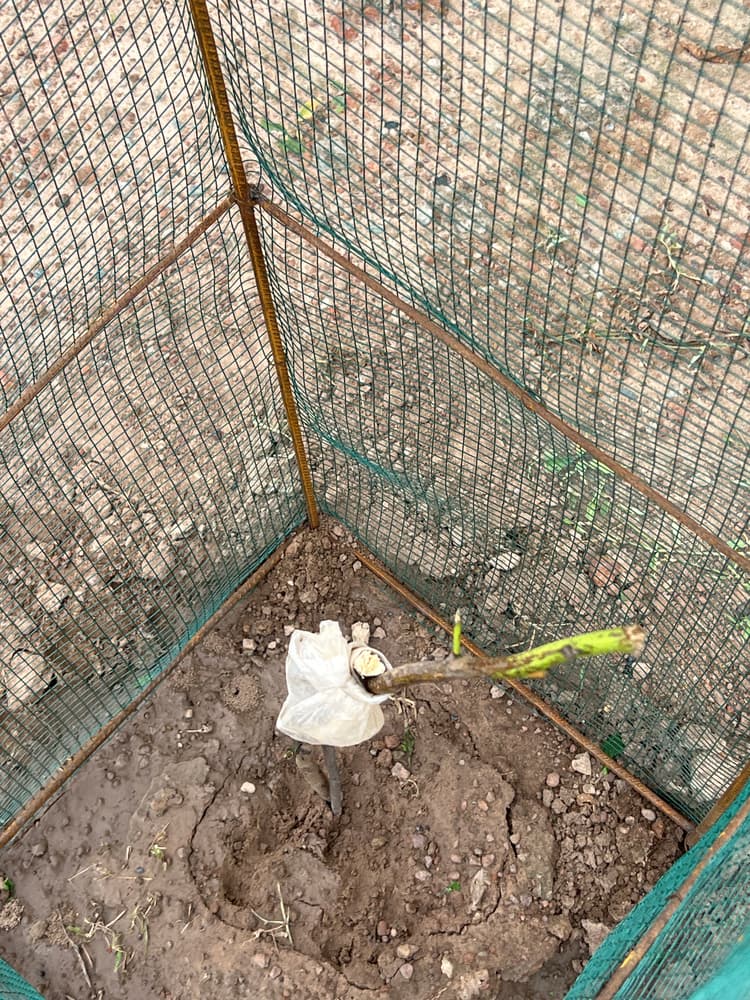 Photo prise le jour de la plantation